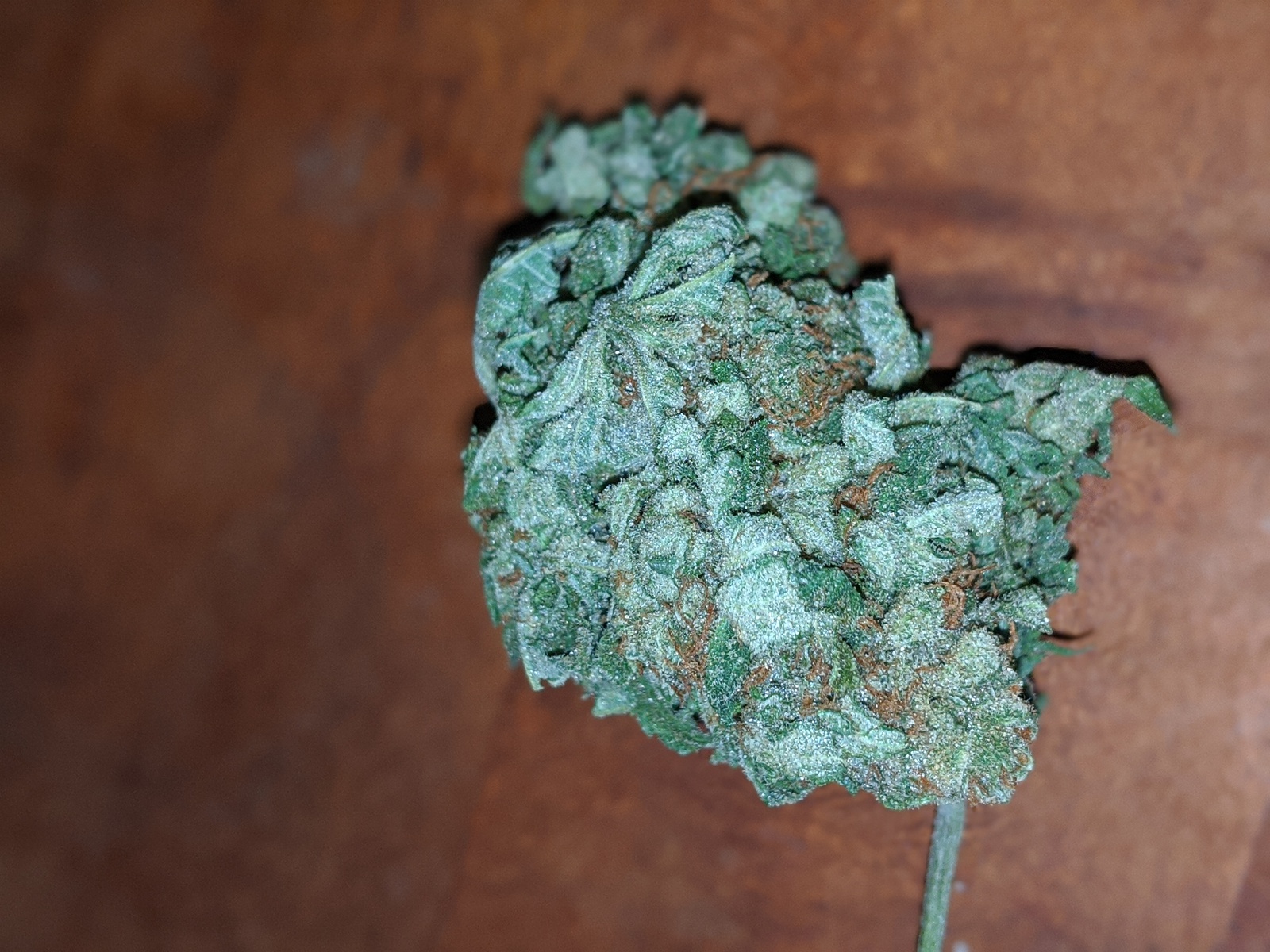 Silverback Gorilla Marijuana Strain Information & Reviews AllBud