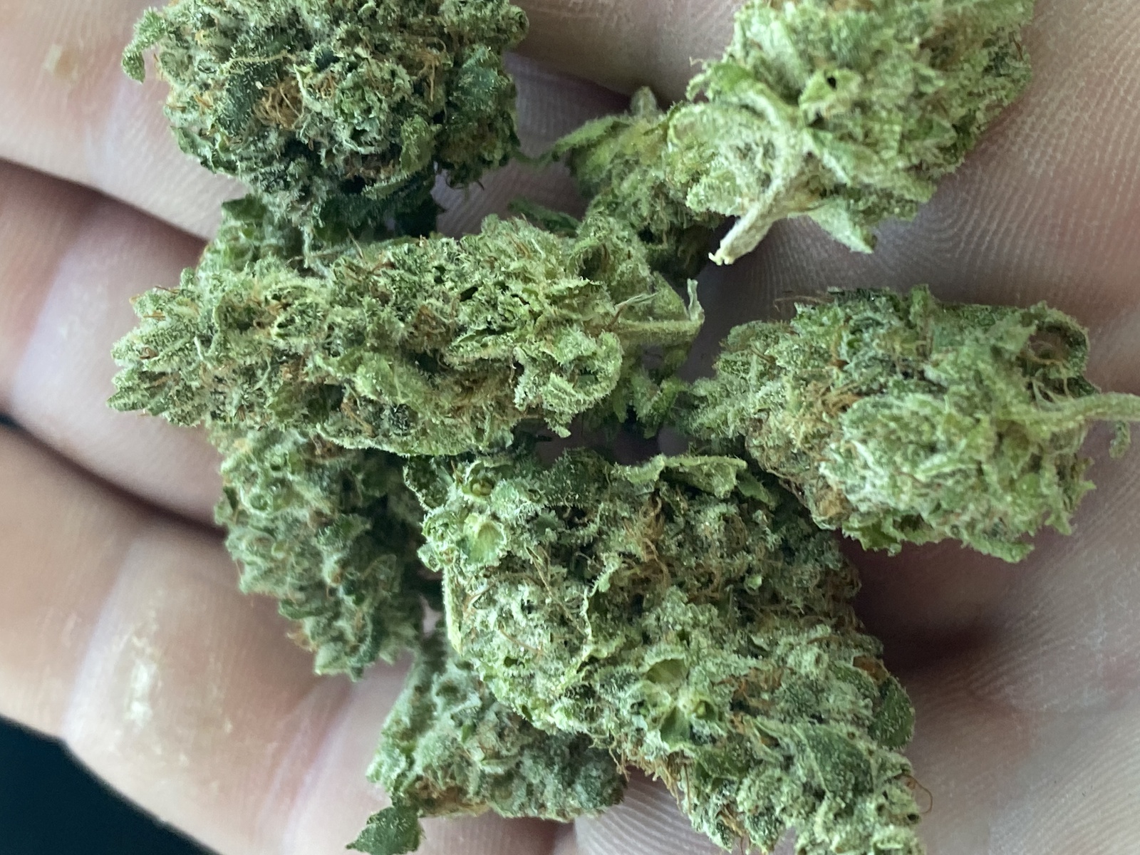 Snow Leopard Marijuana Strain Information & Reviews | AllBud