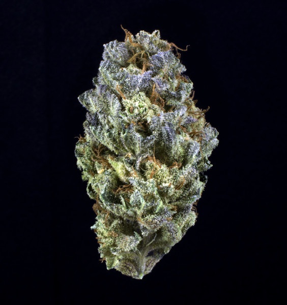 Sour Candy Marijuana Strain Information & Reviews AllBud