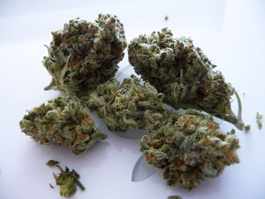 Sour Chocolate Marijuana Strain Information & Reviews AllBud