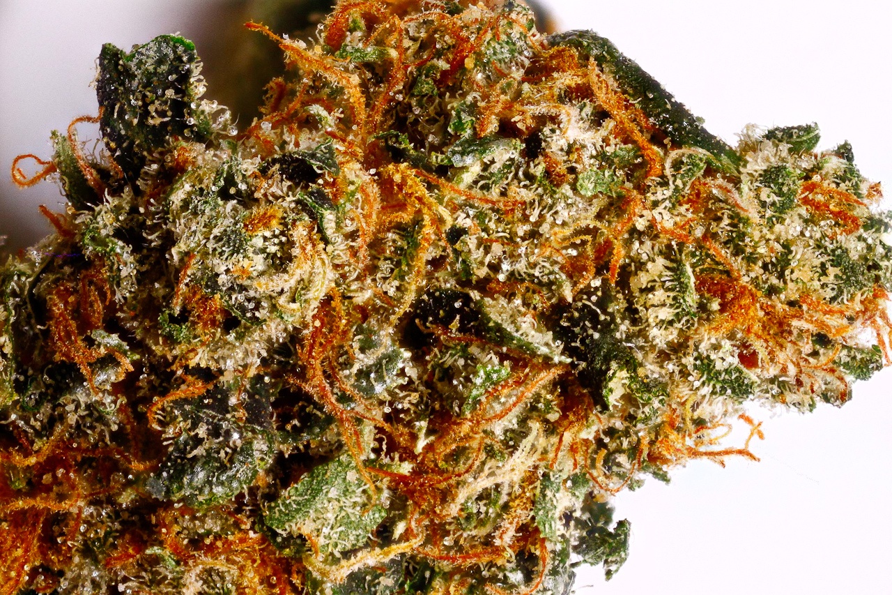 Sour LA Marijuana Strain Information & Reviews AllBud