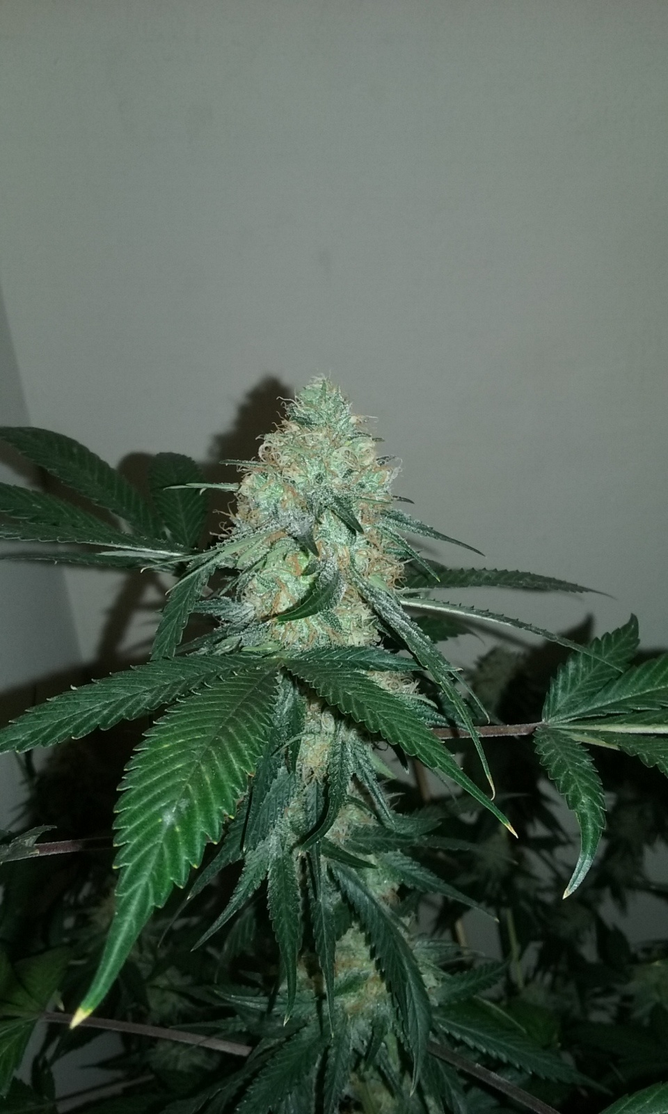 Spicy White Devil Marijuana Strain Information & Reviews AllBud