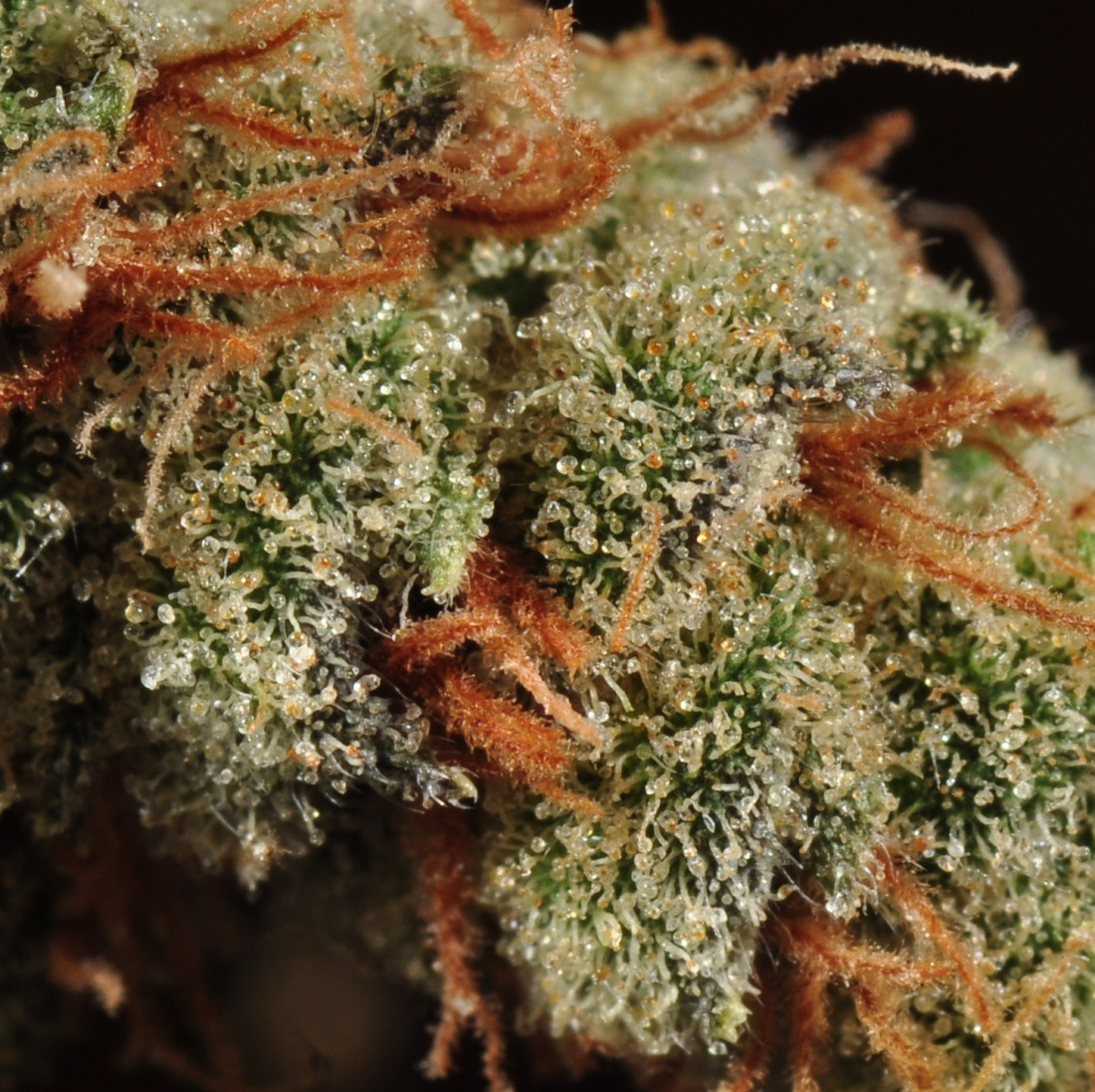 sr-71-pk-marijuana-strain-information-reviews-allbud