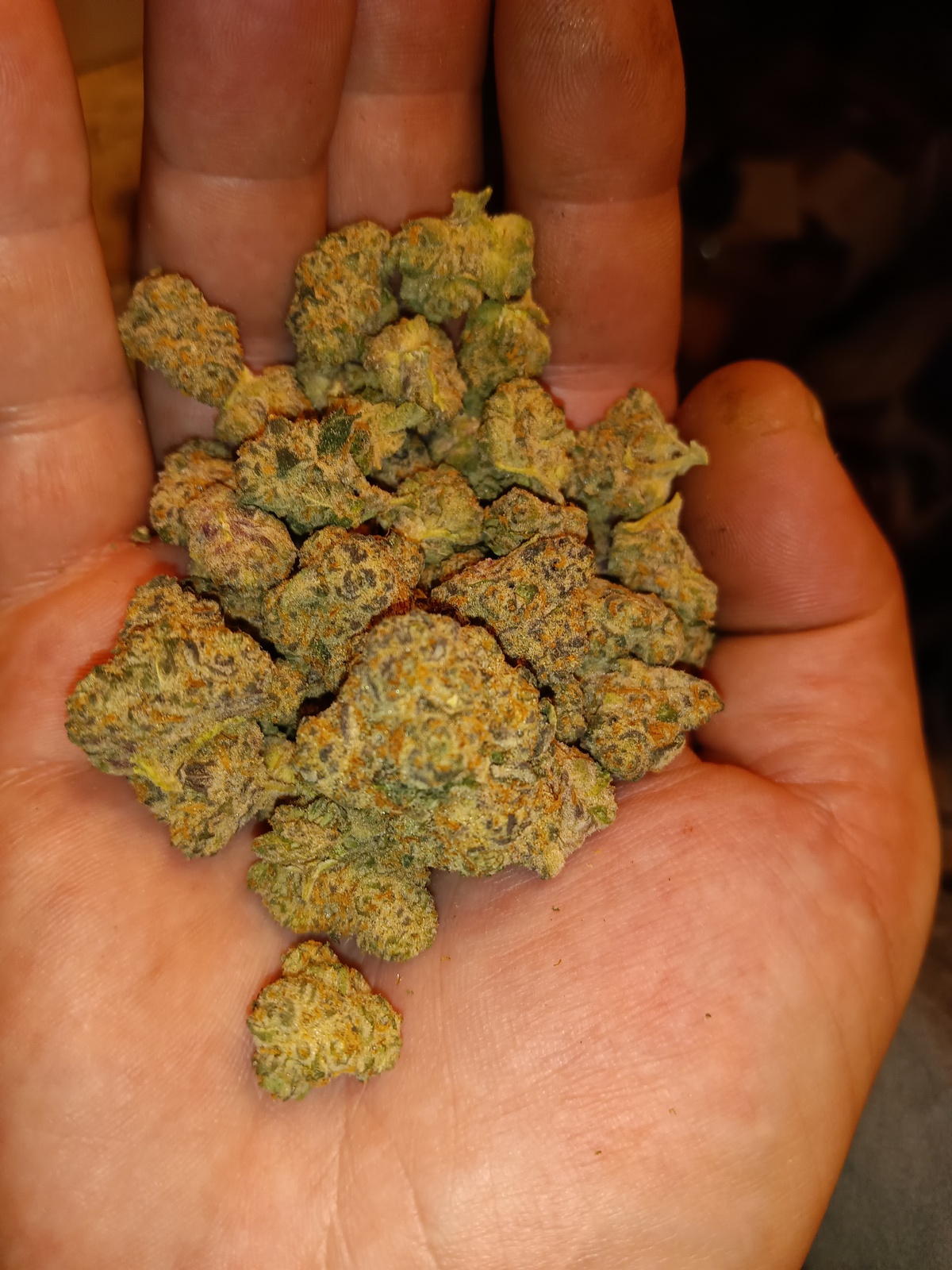 Yellow Cake Strain Allbud - c7bguy5