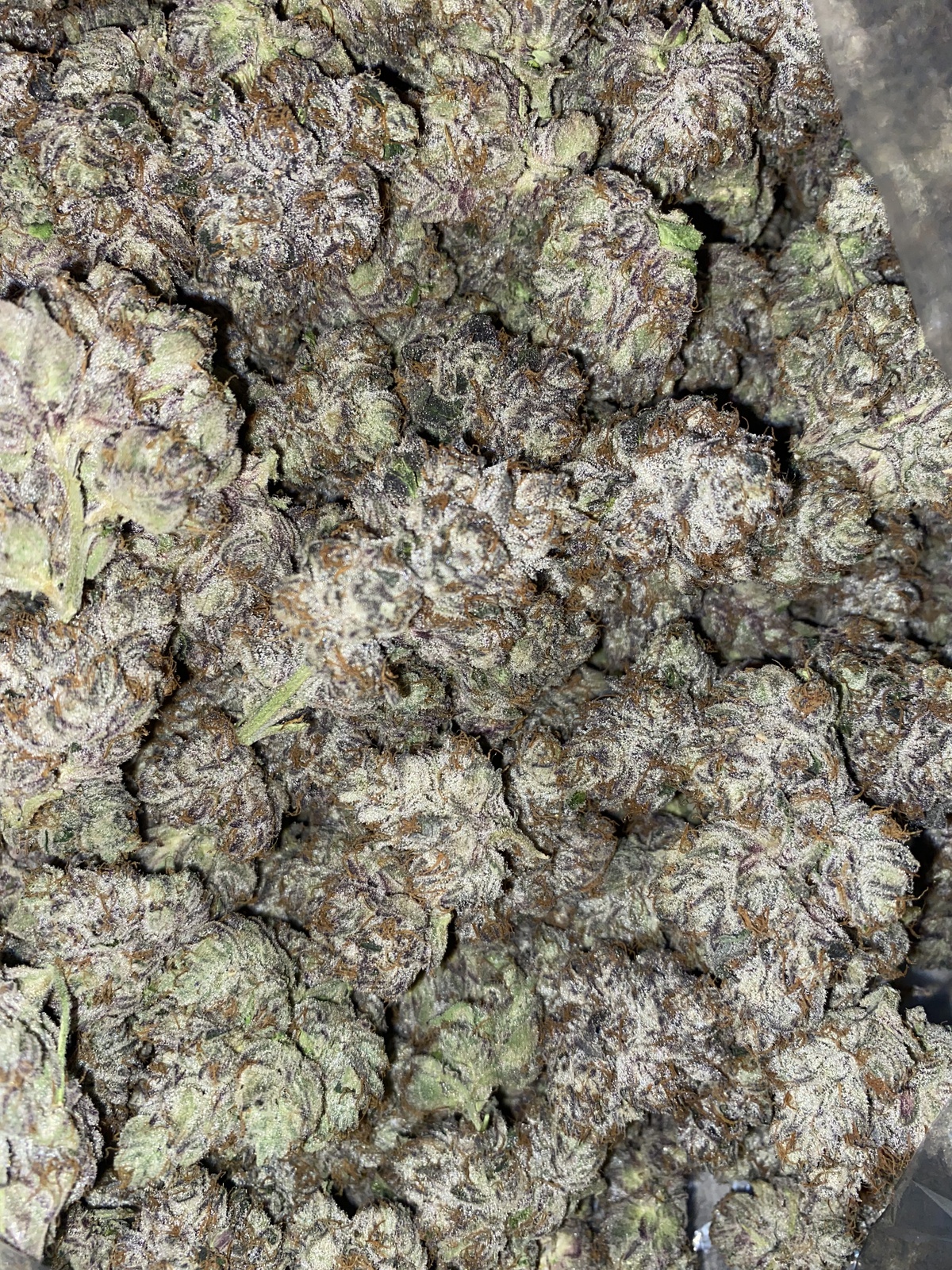 Super Runtz Strain Allbud - a59pulo