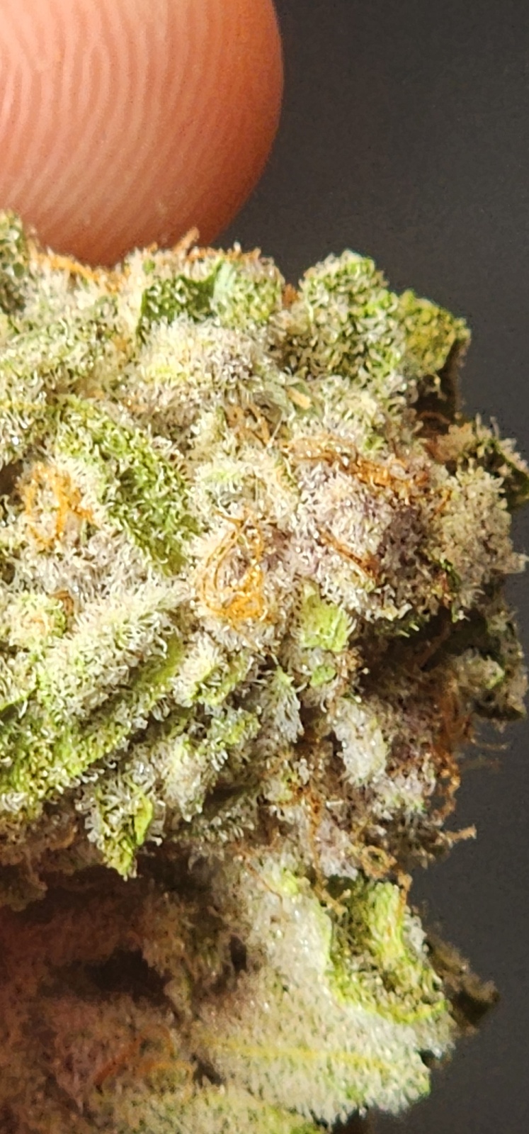 Super Buff Cherry Marijuana Strain Information & Reviews AllBud
