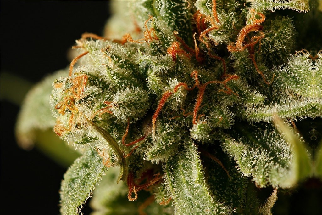 Sweet Deep Grapefruit Marijuana Strain Information & Reviews AllBud
