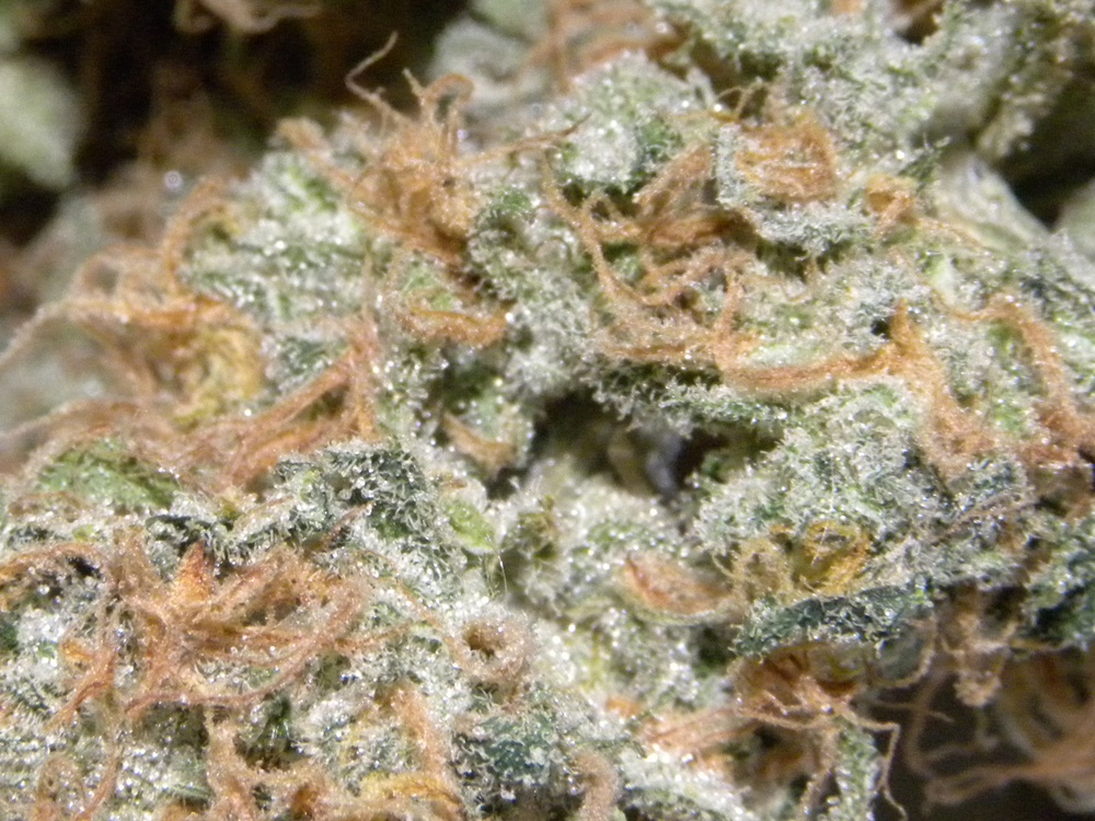 Tangerine Haze Marijuana Strain Information & Reviews AllBud