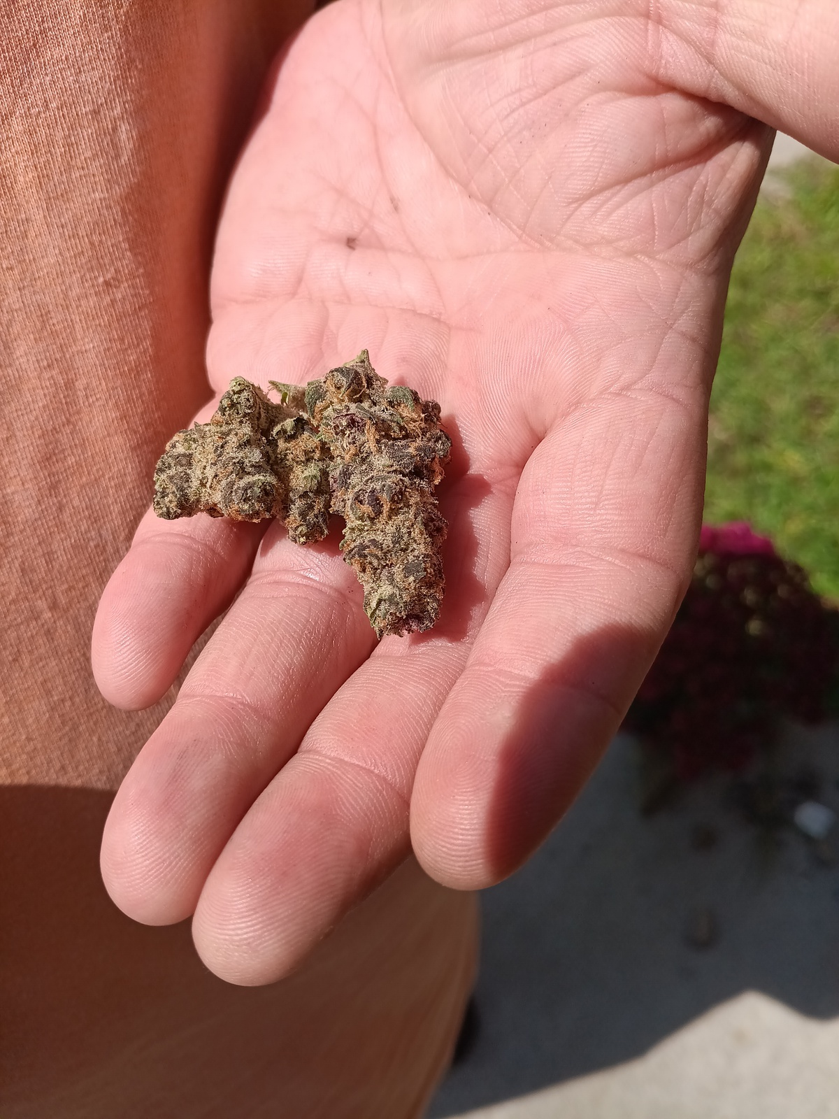 Tangie Dream archive 0