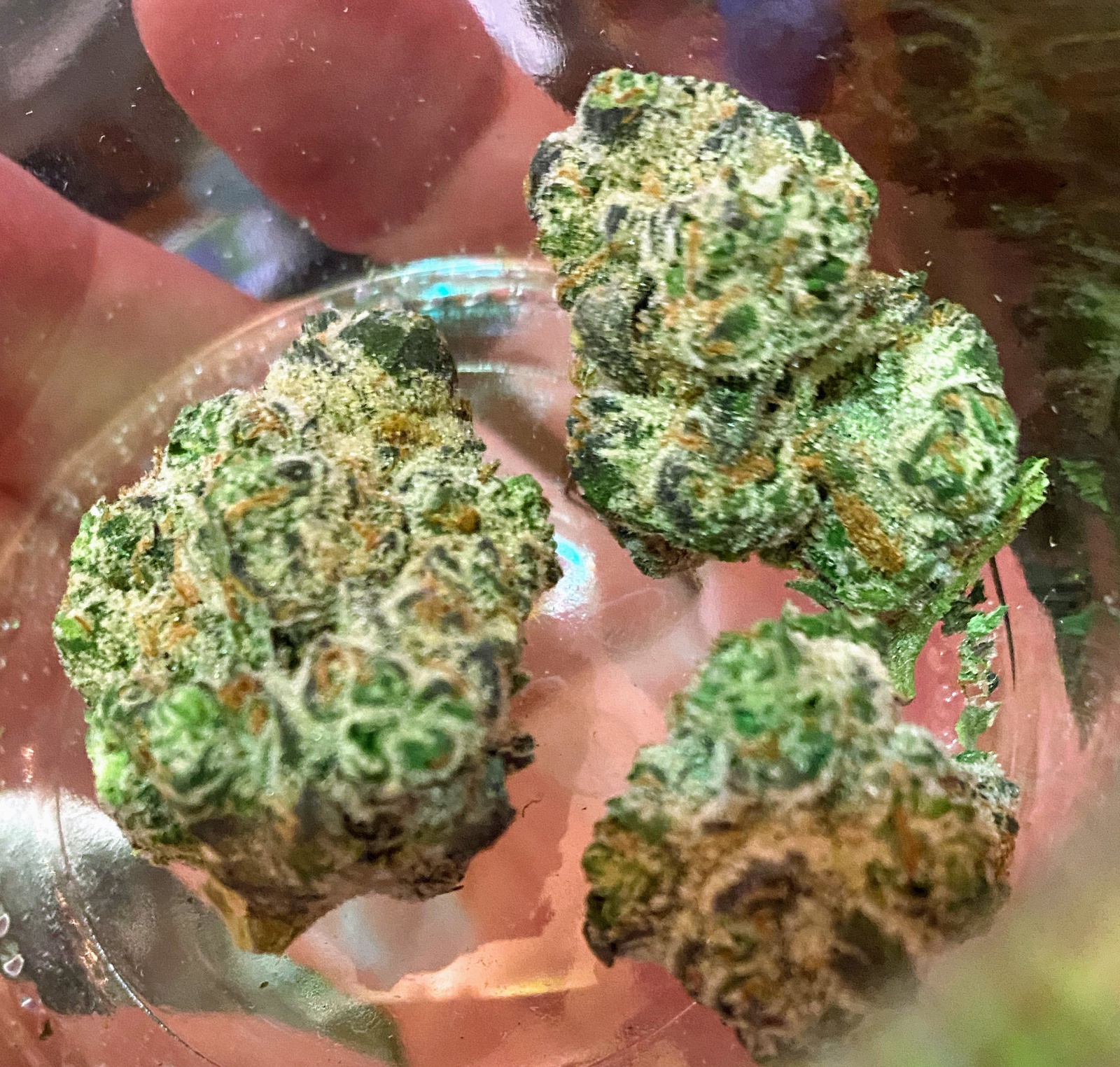 Terp Town harvested flower, as labeled by the cited photo source