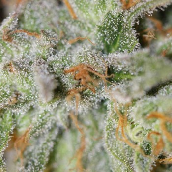 Touch of Grey Marijuana Strain Information & Reviews | AllBud