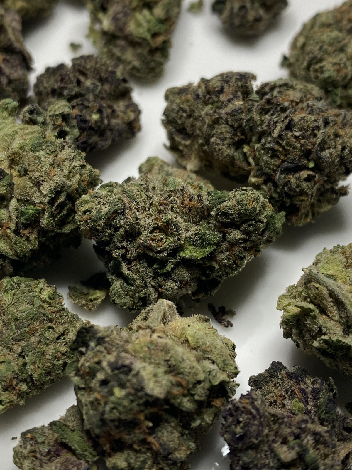 Truffle Pig Marijuana Strain Information & Reviews AllBud