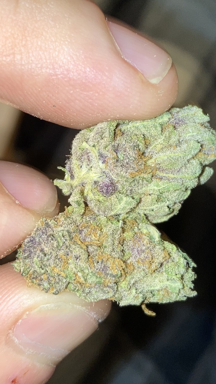 Violet Delight Marijuana Strain Information & Reviews AllBud