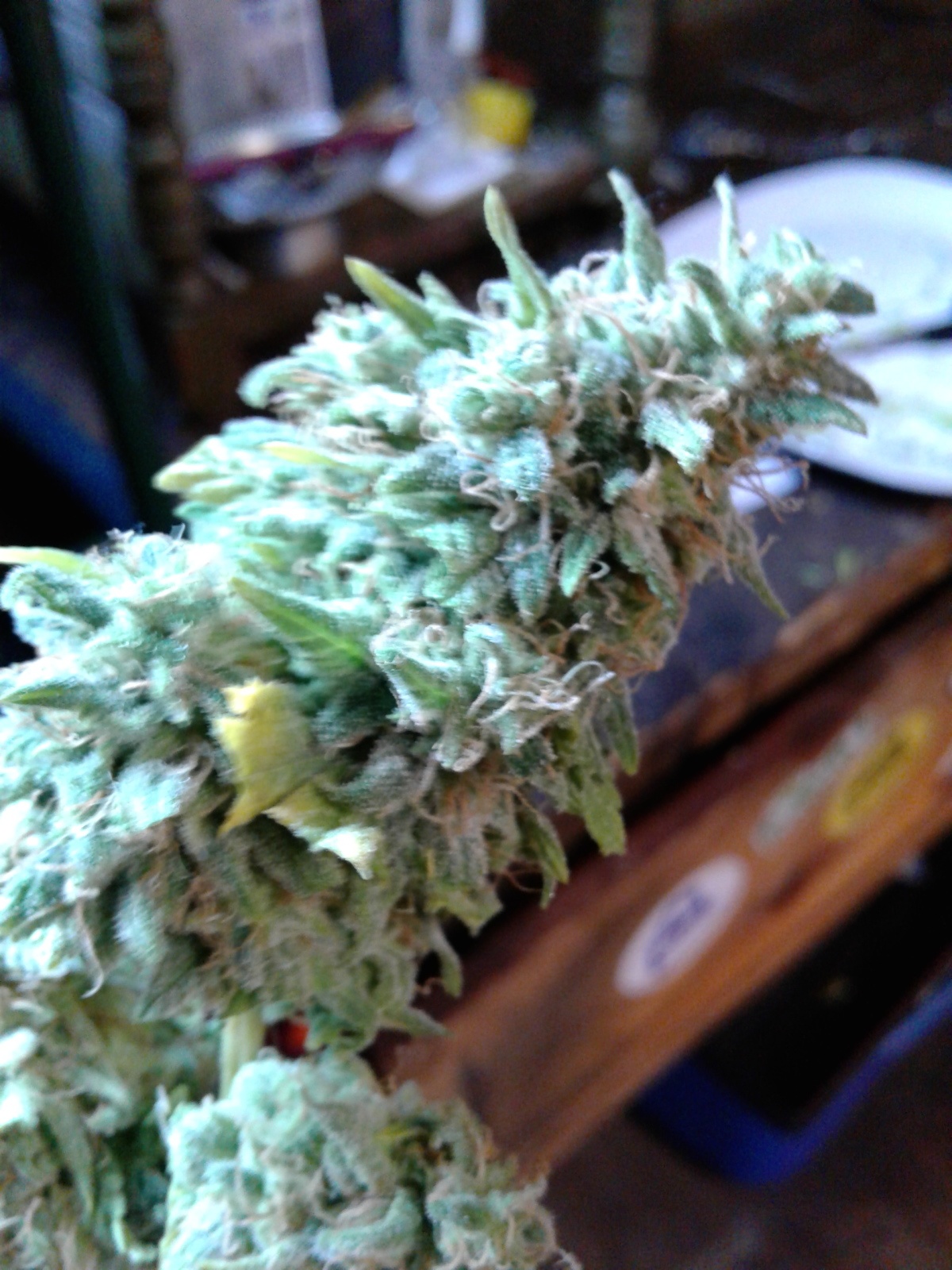 Allbud Com - ncw9mvf