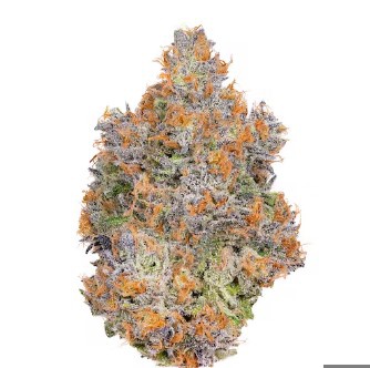 【世界100台】WEED Blues D 2 MA104B BD-2 Delta Blues – FreeWorld Genetics