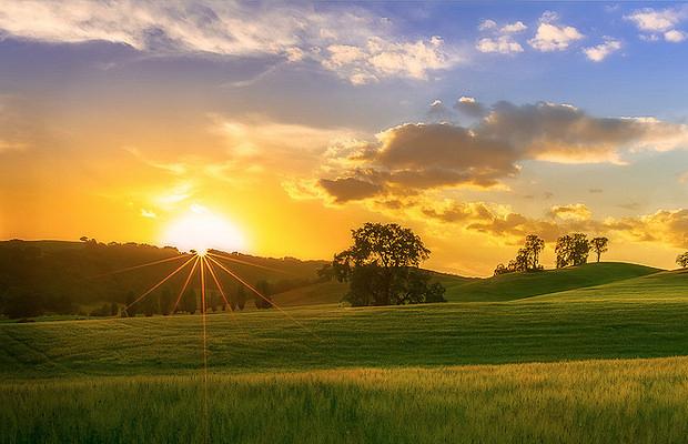 The California Green Rush | AllBud