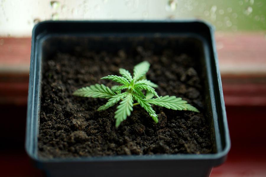 How to Grow Just One Indoor Cannabis Plant AllBud