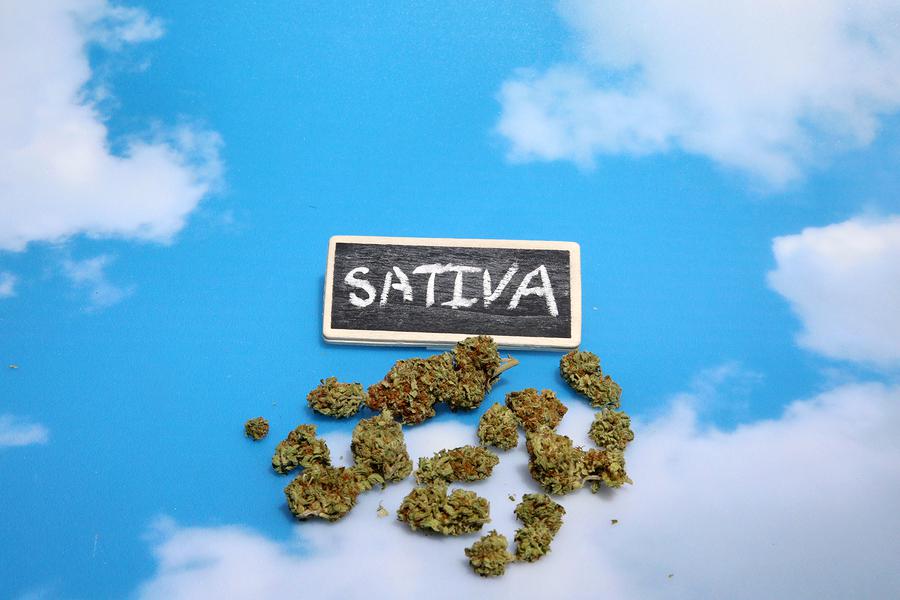 Which 10 Sativa Cannabis Strains Are Highest in THC AllBud